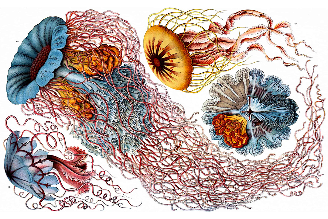 IMAGE: Haeckel 2